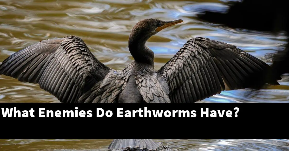 What Enemies Do Earthworms Have?