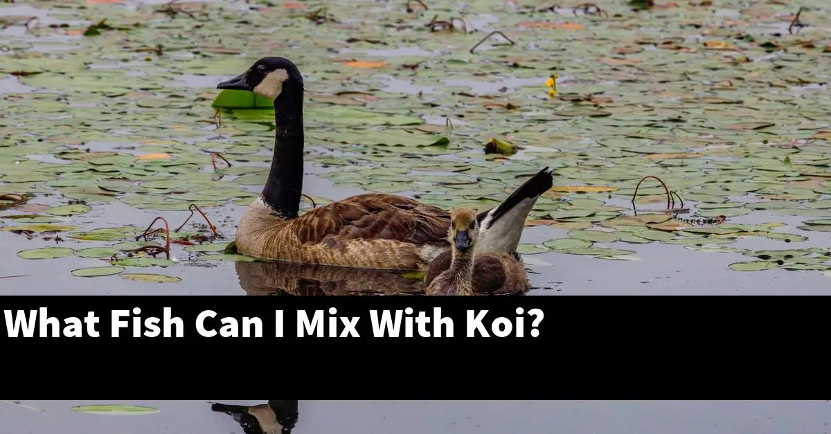 What Fish Can I Mix With Koi?