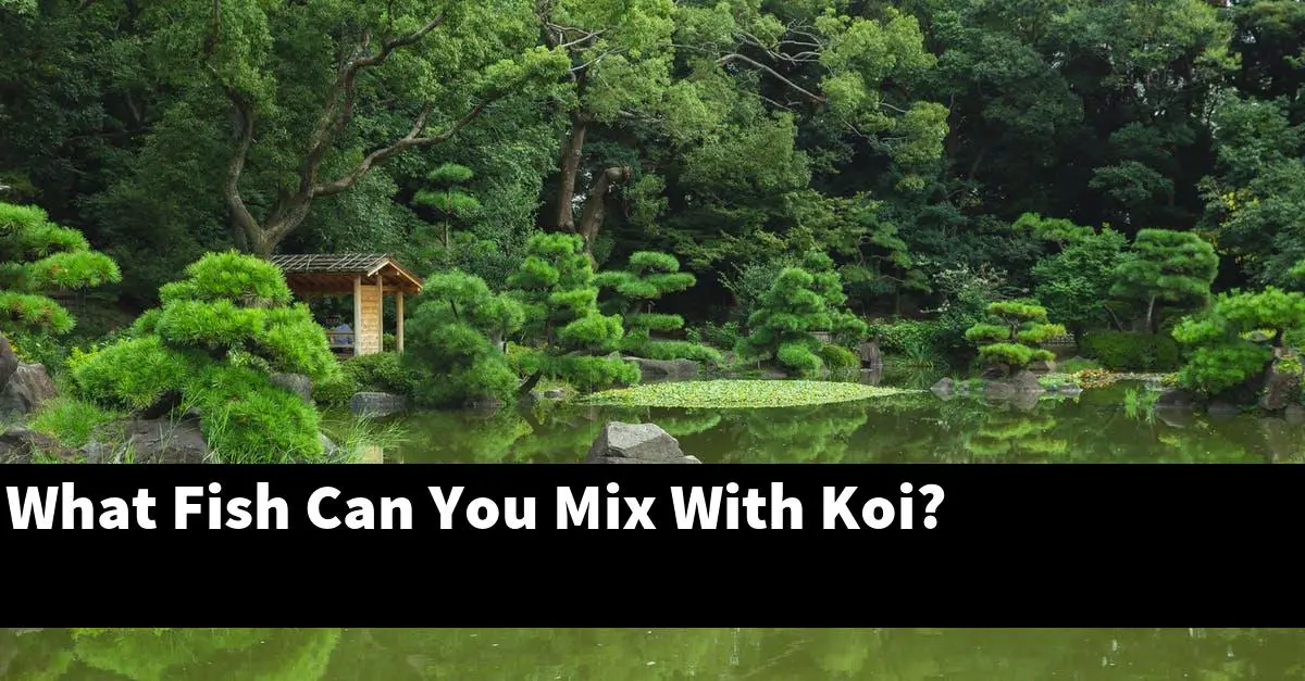 What Fish Can You Mix With Koi?