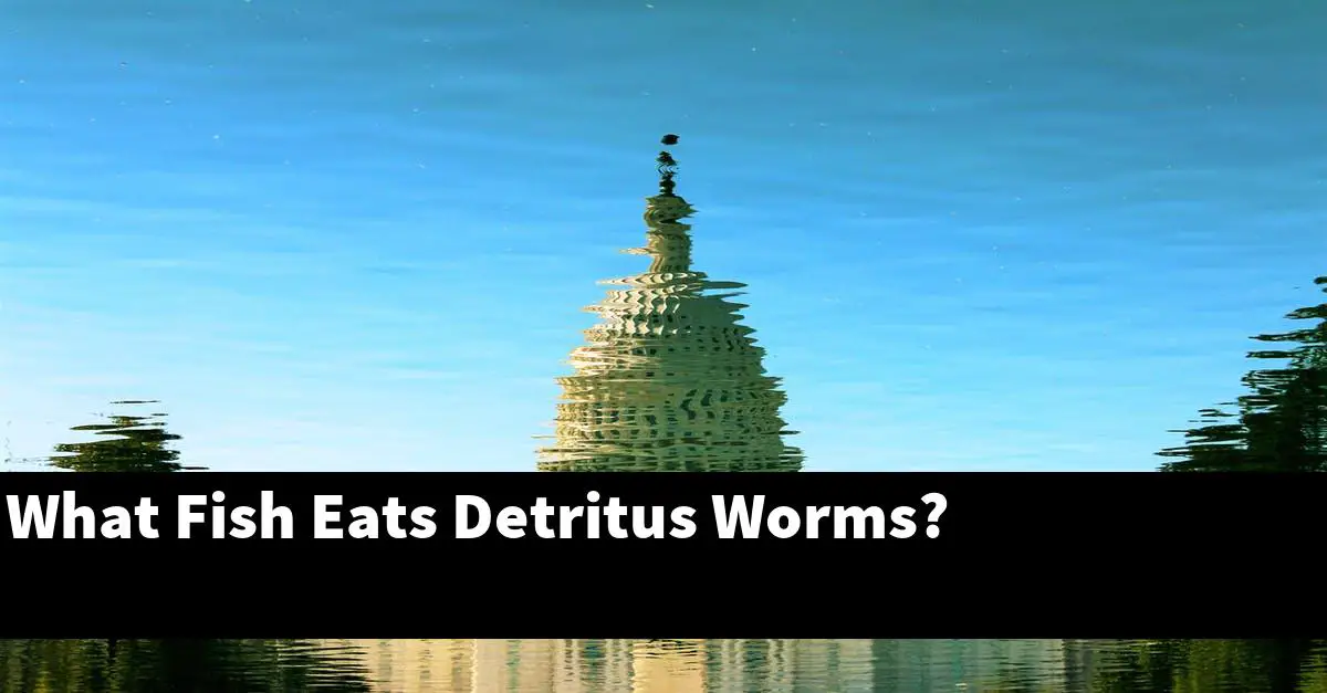 What Fish Eats Detritus Worms?