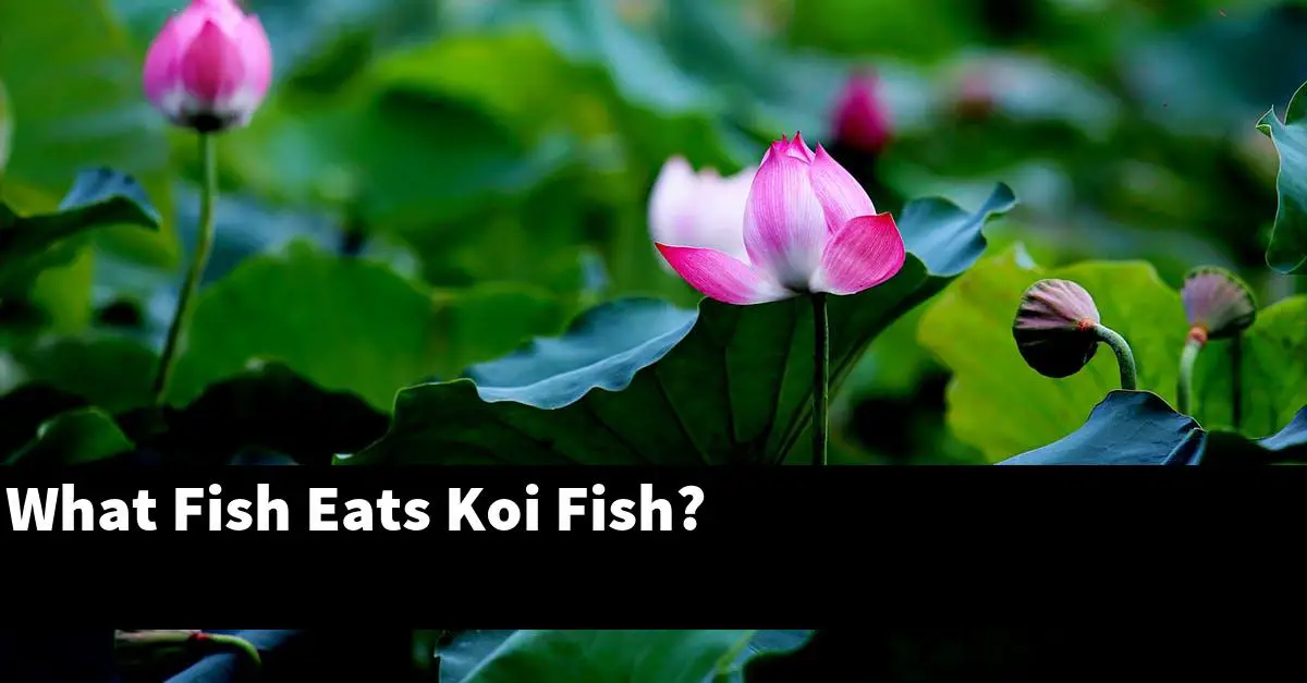 What Fish Eats Koi Fish?