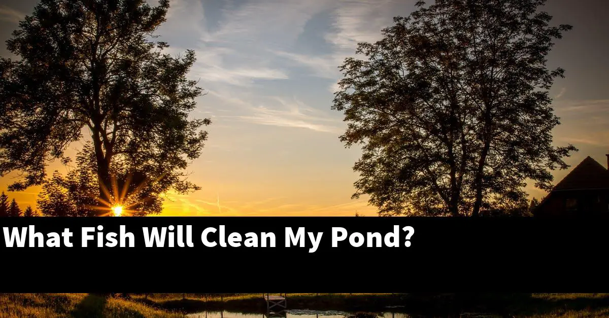 What Fish Will Clean My Pond?