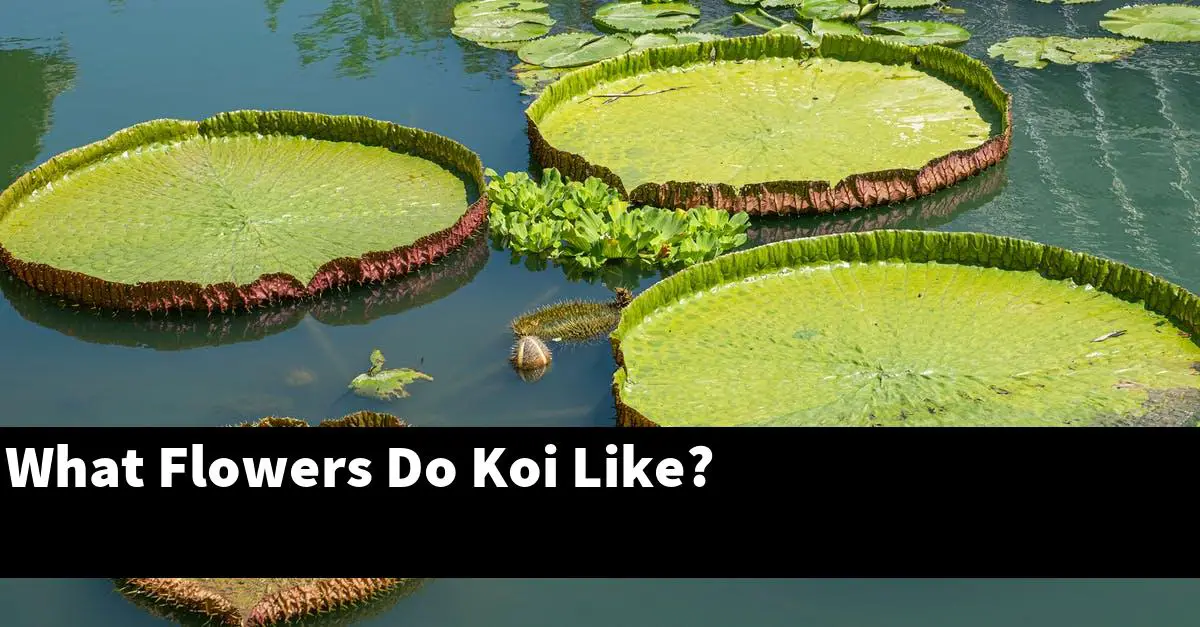 What Flowers Do Koi Like?
