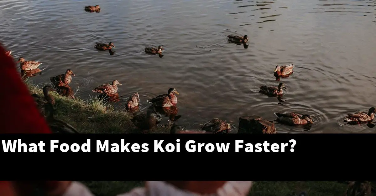 What Food Makes Koi Grow Faster?