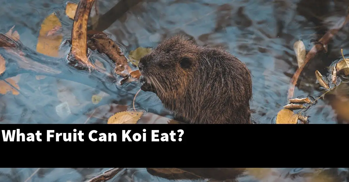 What Fruit Can Koi Eat?