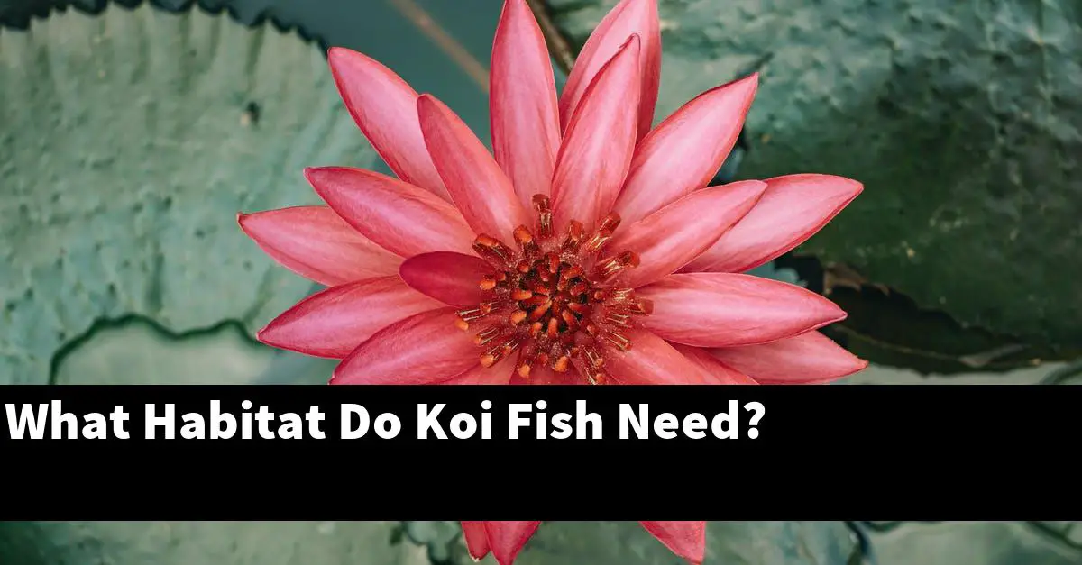 What Habitat Do Koi Fish Need?