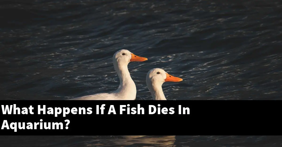 What Happens If A Fish Dies In Aquarium?