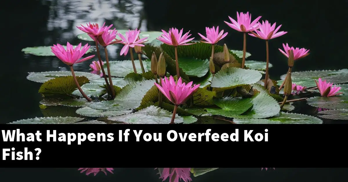 What Happens If You Overfeed Koi Fish?