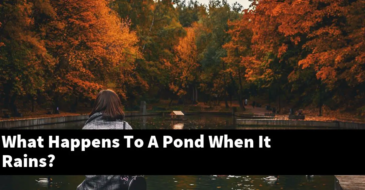 What Happens To A Pond When It Rains?