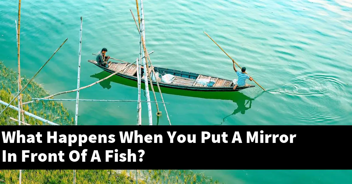 What Happens When You Put A Mirror In Front Of A Fish?