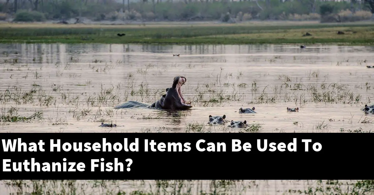 What Household Items Can Be Used To Euthanize Fish?