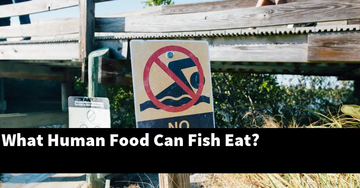 What Human Food Can Fish Eat?