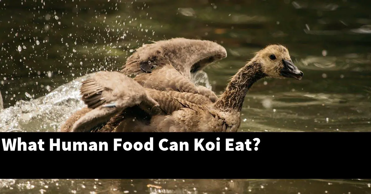 What Human Food Can Koi Eat?
