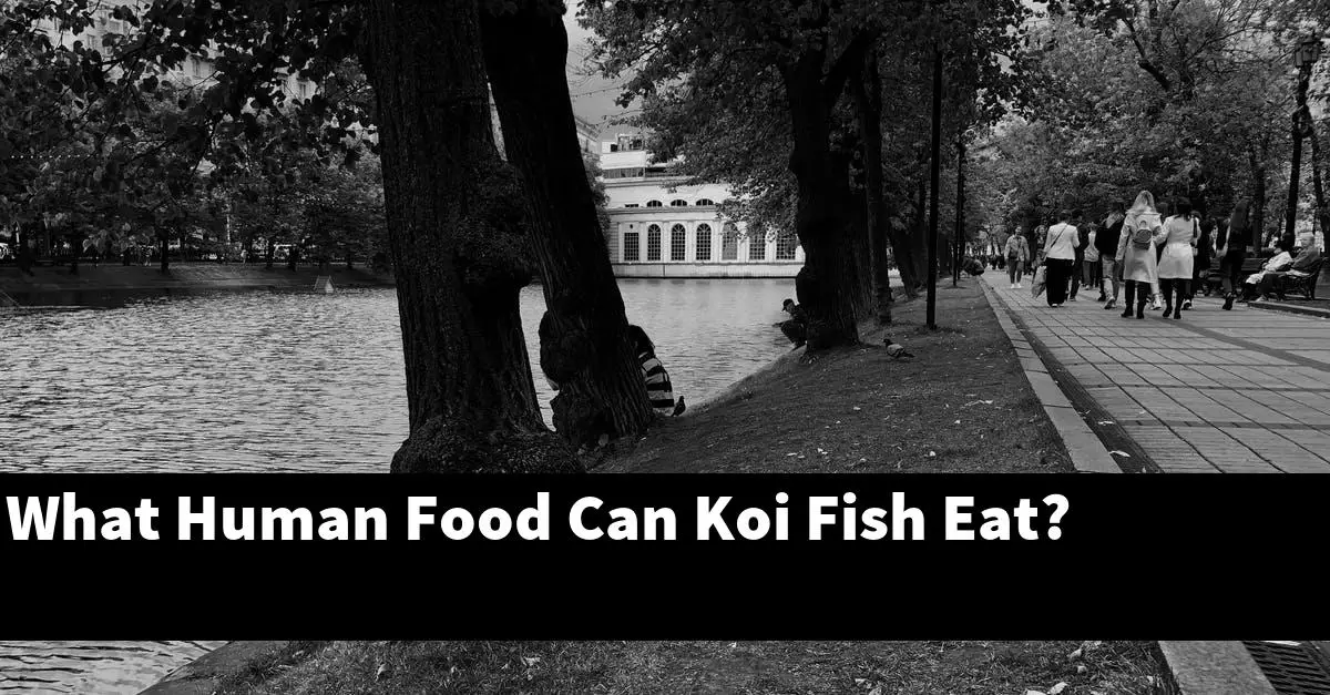 What Human Food Can Koi Fish Eat?