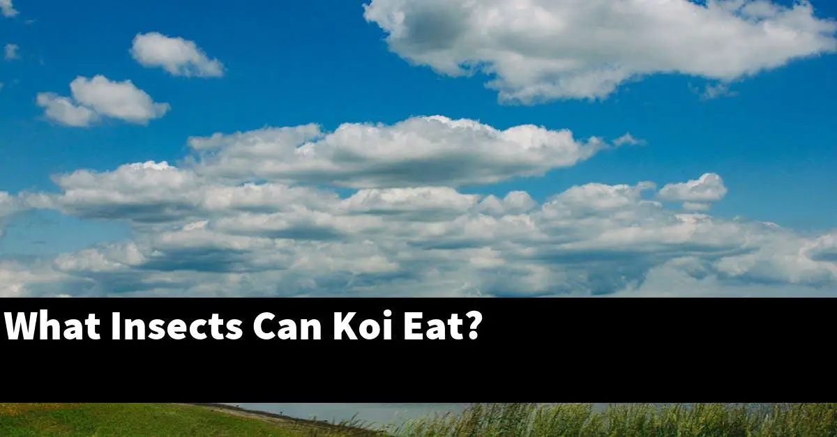 What Insects Can Koi Eat?