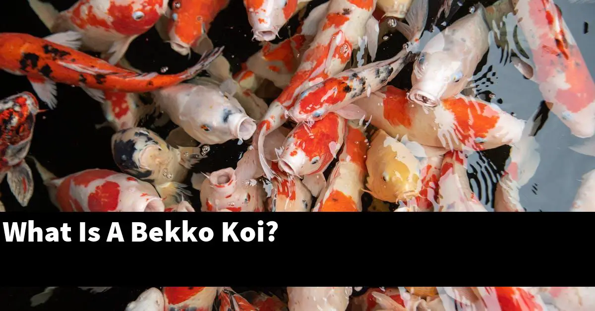What Is A Bekko Koi?