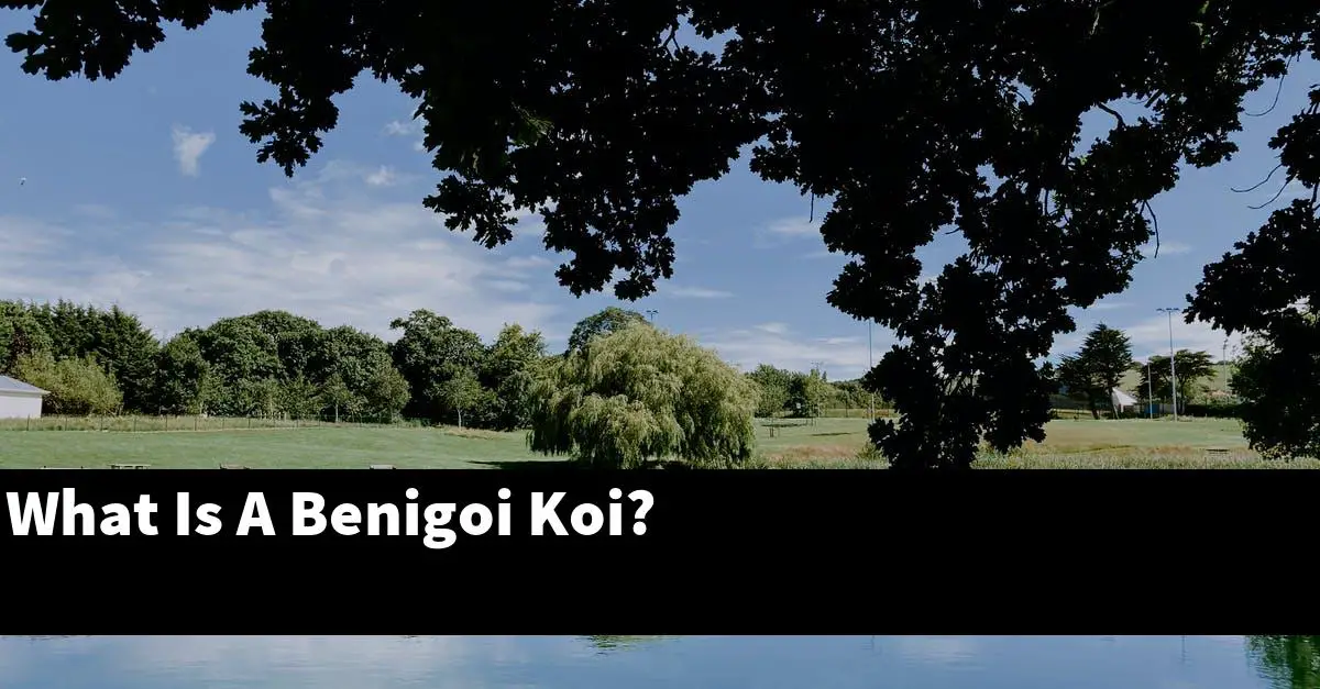 What Is A Benigoi Koi?