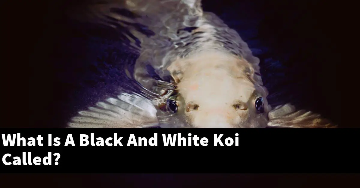 What Is A Black And White Koi Called?