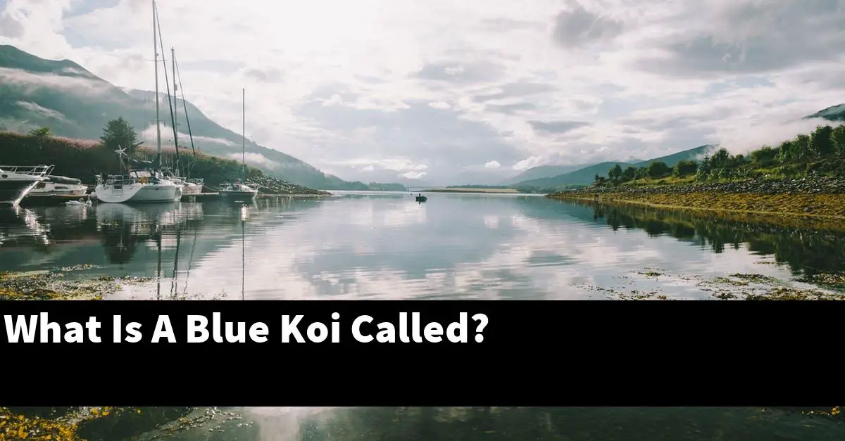 What Is A Blue Koi Called?