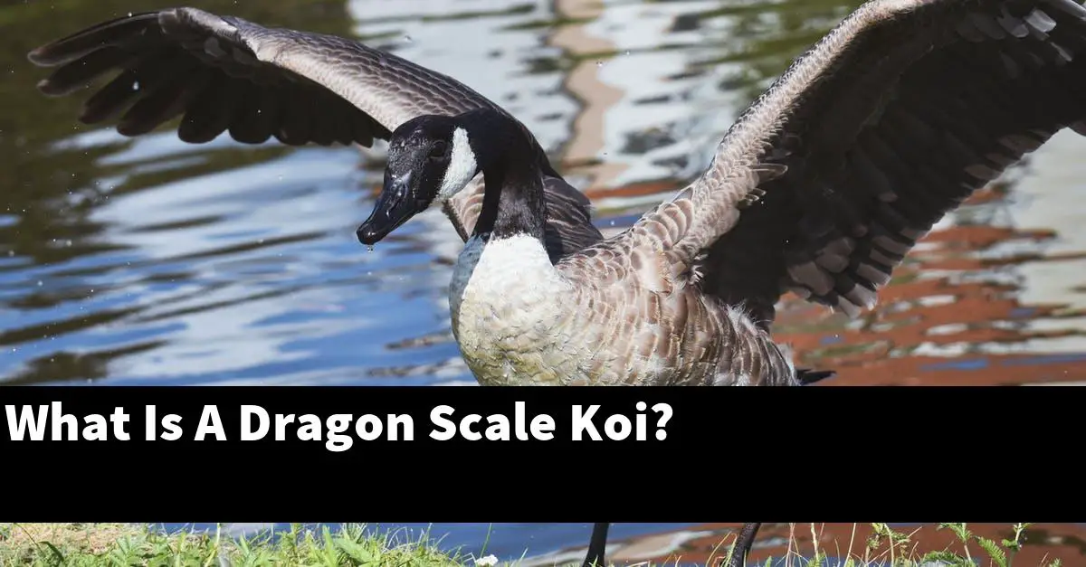 What Is A Dragon Scale Koi?