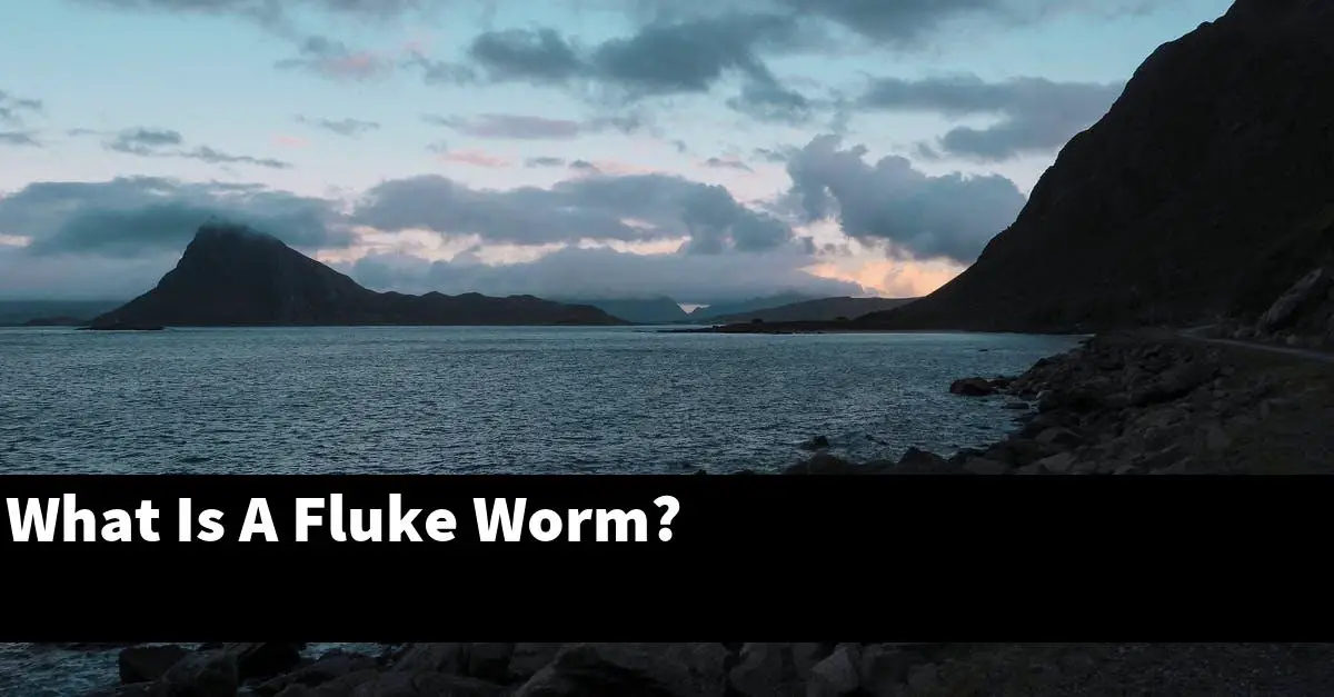 What Is A Fluke Worm?