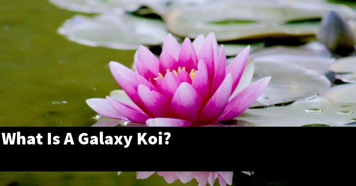 What Is A Galaxy Koi?