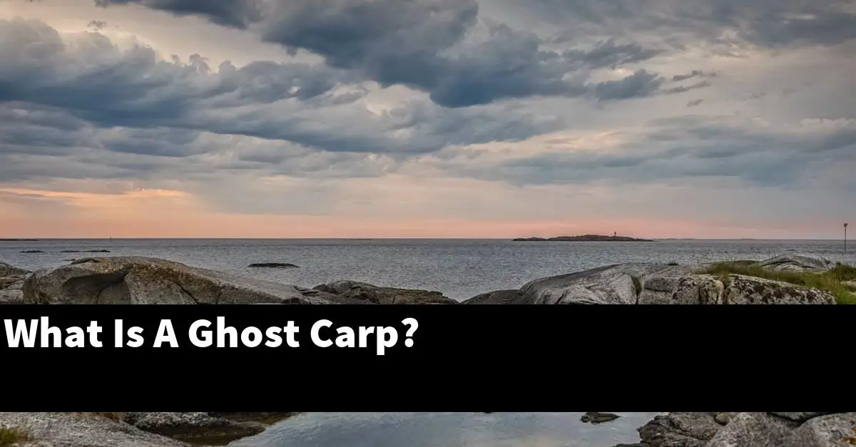 What Is A Ghost Carp?