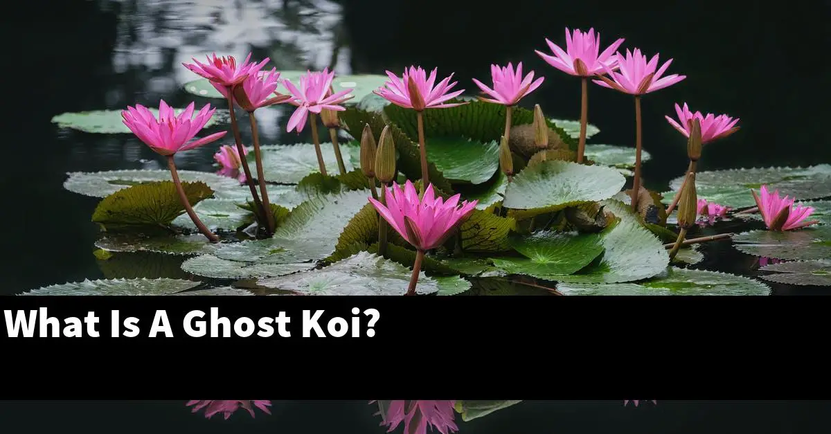 What Is A Ghost Koi?