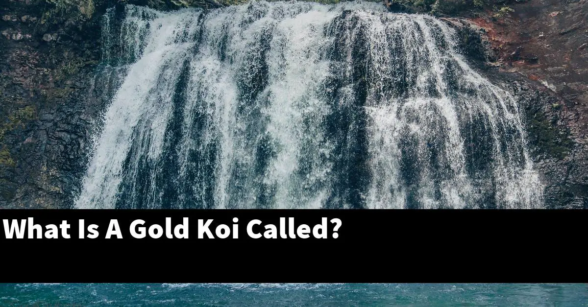 What Is A Gold Koi Called?