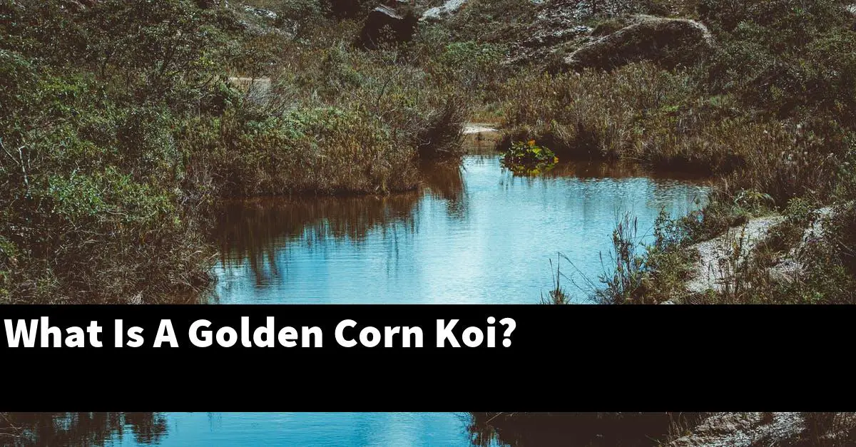 What Is A Golden Corn Koi?
