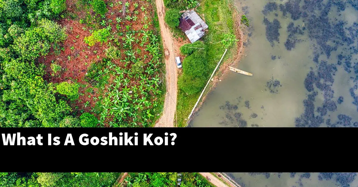 What Is A Goshiki Koi?
