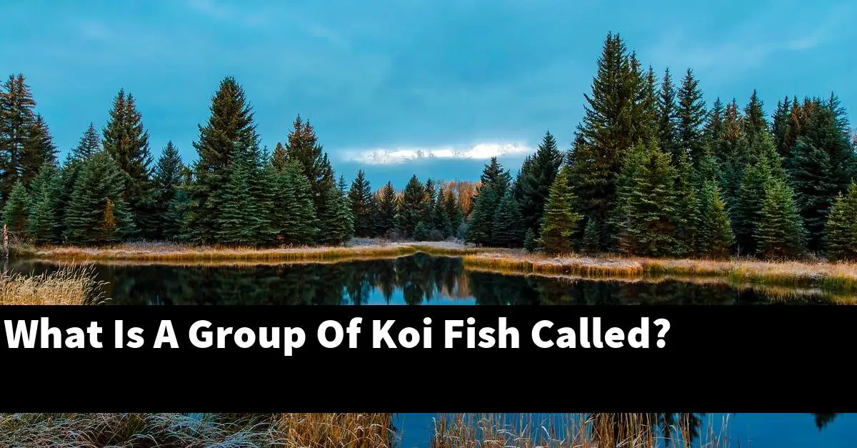 What Is A Group Of Koi Fish Called?