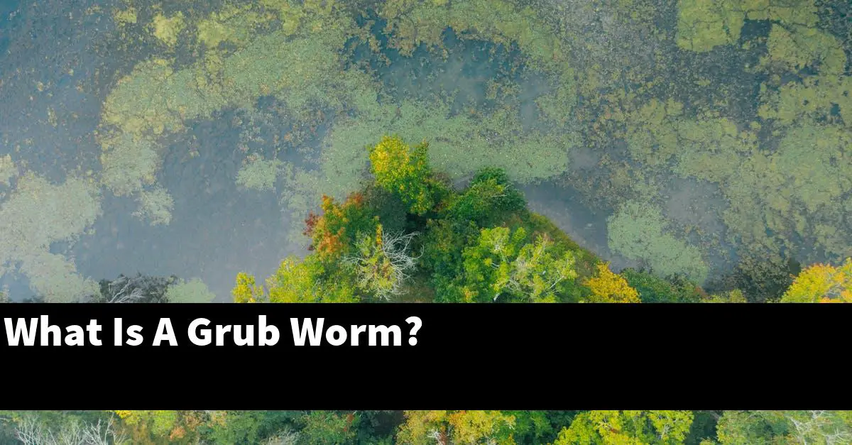 What Is A Grub Worm?
