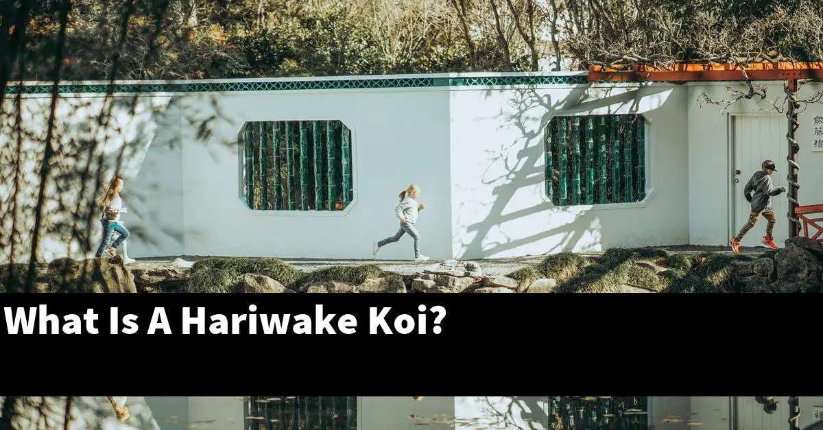 What Is A Hariwake Koi?