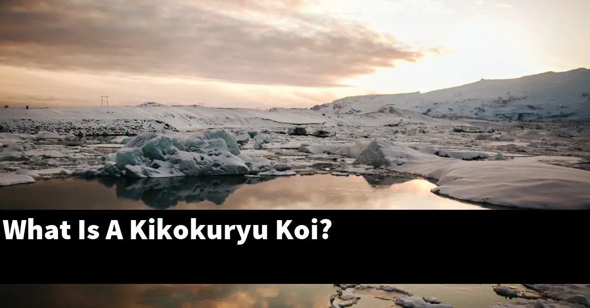 What Is A Kikokuryu Koi?