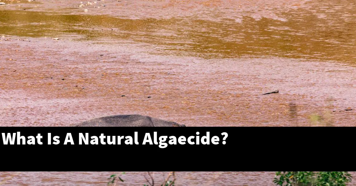 What Is A Natural Algaecide?
