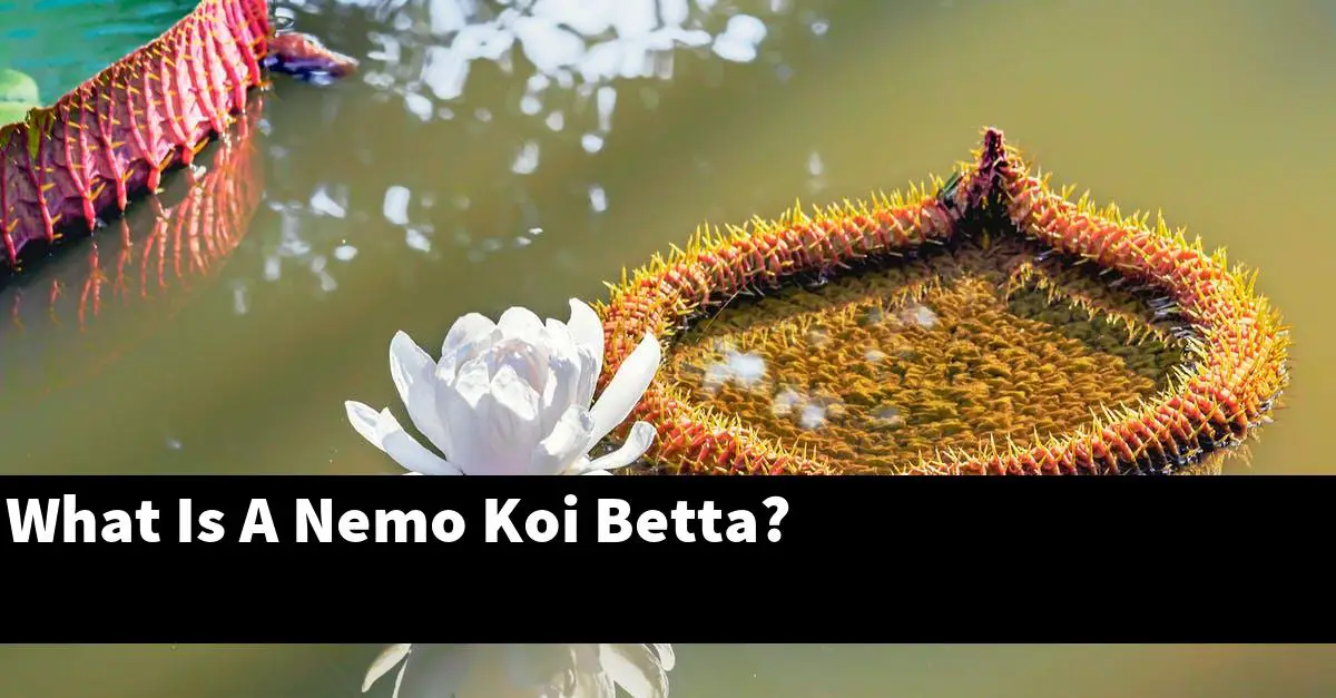 What Is A Nemo Koi Betta?