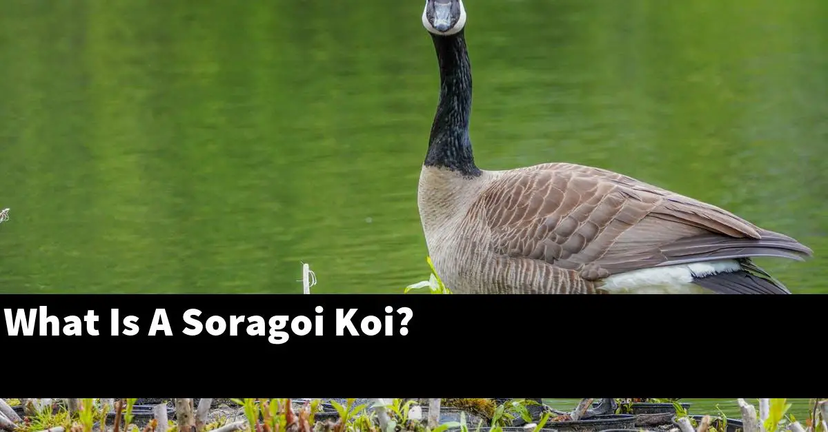 What Is A Soragoi Koi?