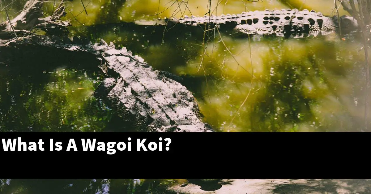 What Is A Wagoi Koi?