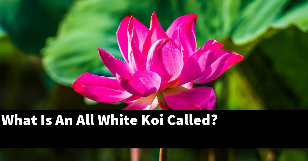 What Is An All White Koi Called?