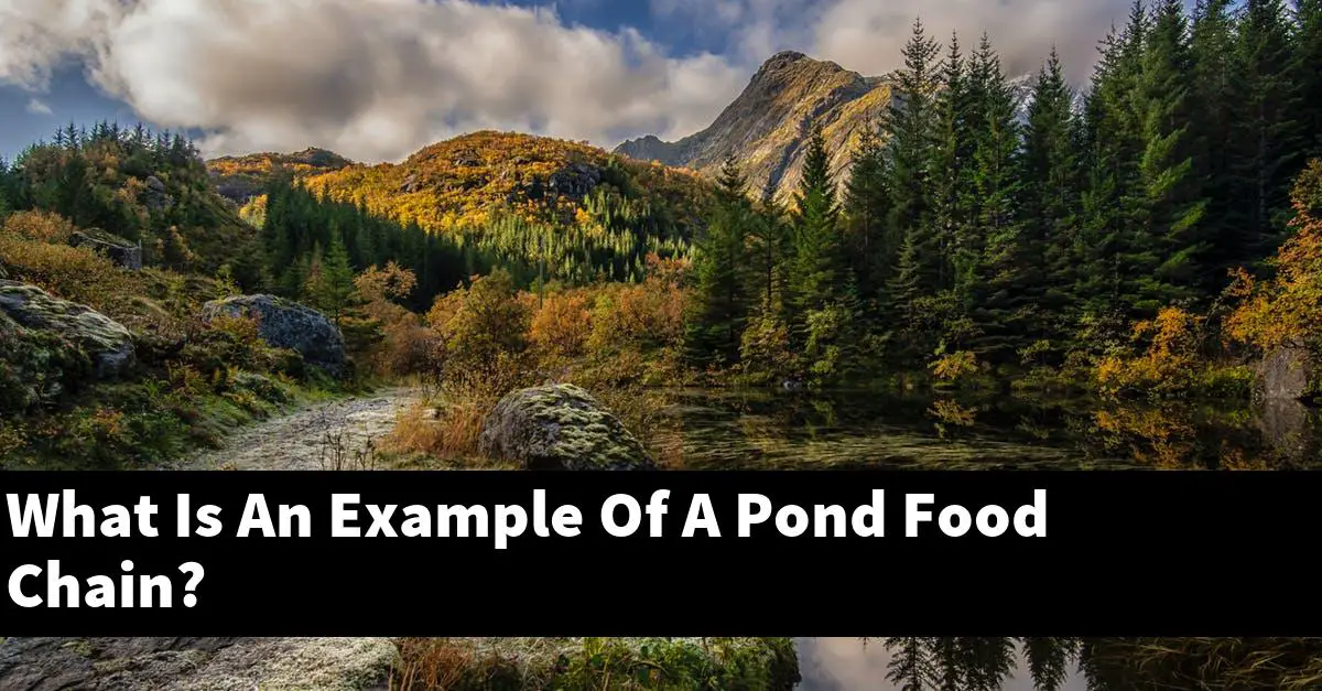 What Is An Example Of A Pond Food Chain?