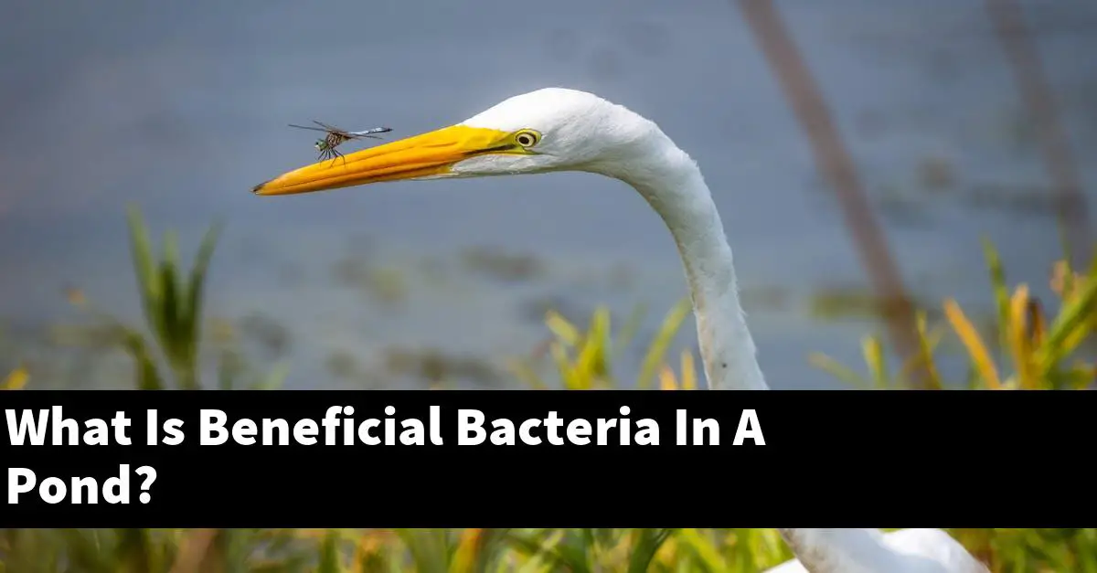 What Is Beneficial Bacteria In A Pond?