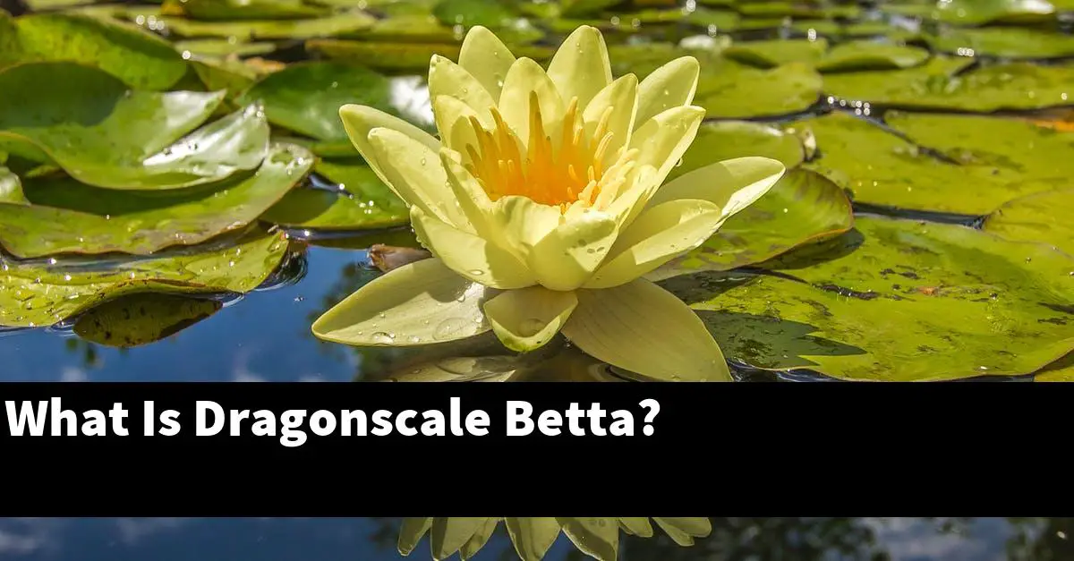 What Is Dragonscale Betta?