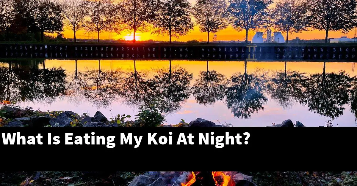 What Is Eating My Koi At Night?