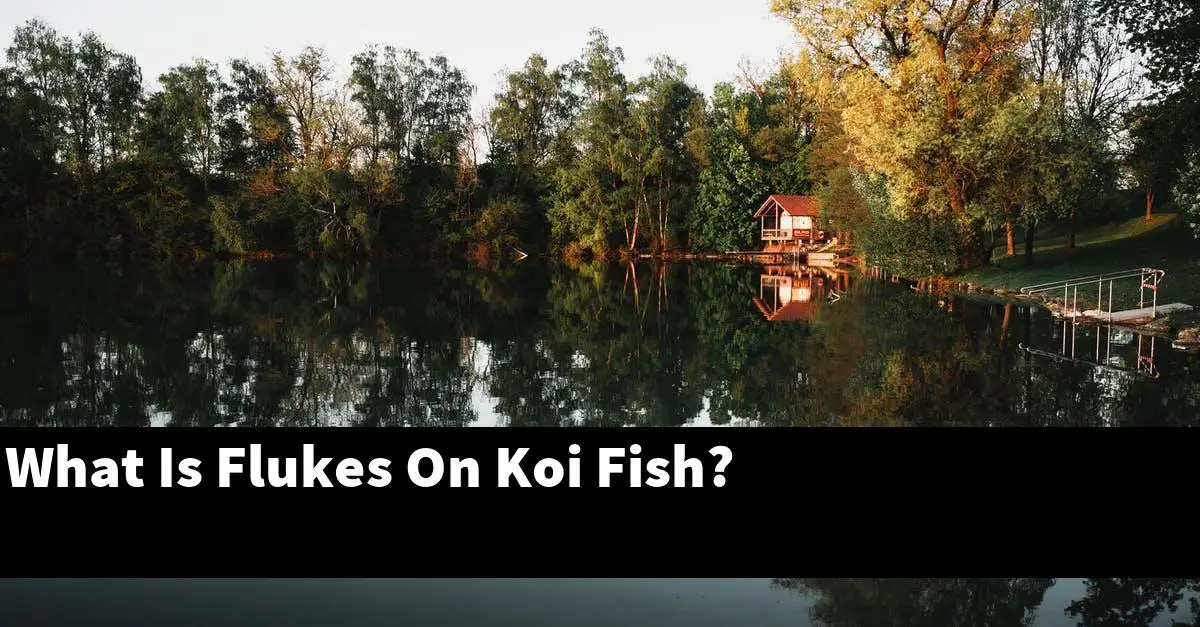 What Is Flukes On Koi Fish?
