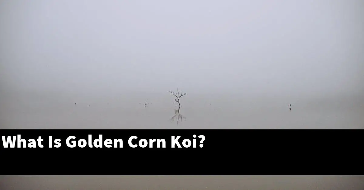 What Is Golden Corn Koi?