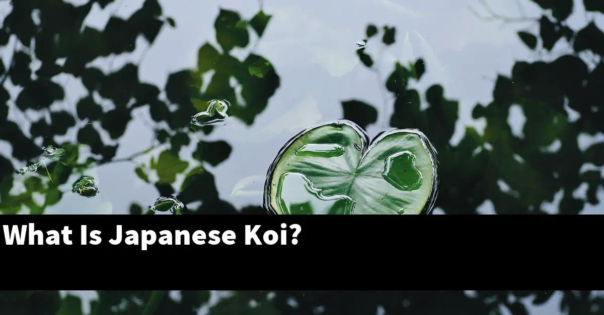 What Is Japanese Koi?