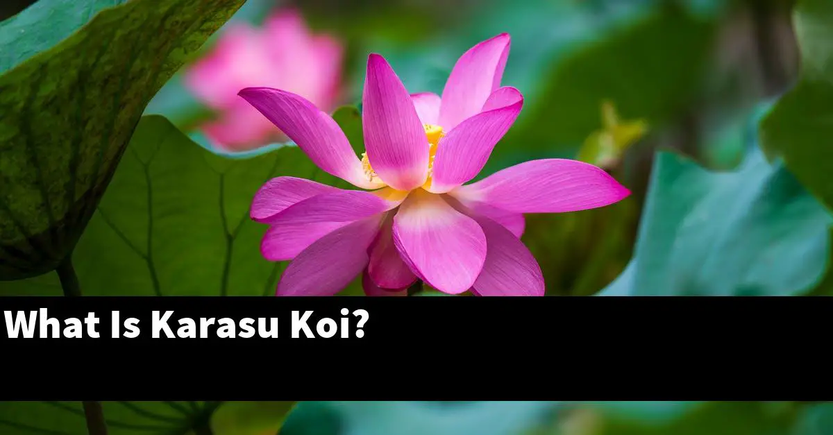 What Is Karasu Koi?