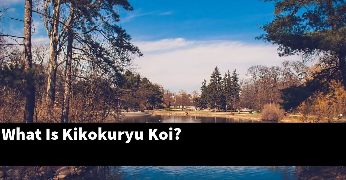 What Is Kikokuryu Koi?