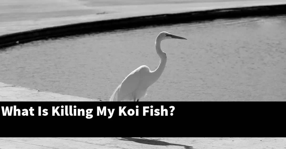 What Is Killing My Koi Fish?